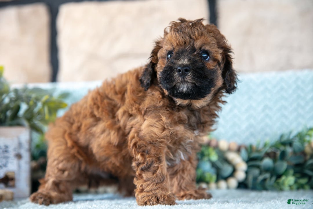 Shihpoo dogs for sale: Leo - Image 1