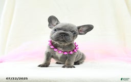 French Bulldog dogs for sale: Esme Akc - Image 2