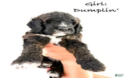 Bernedoodle dogs for sale: Light Blue Collar Girl - Image 4