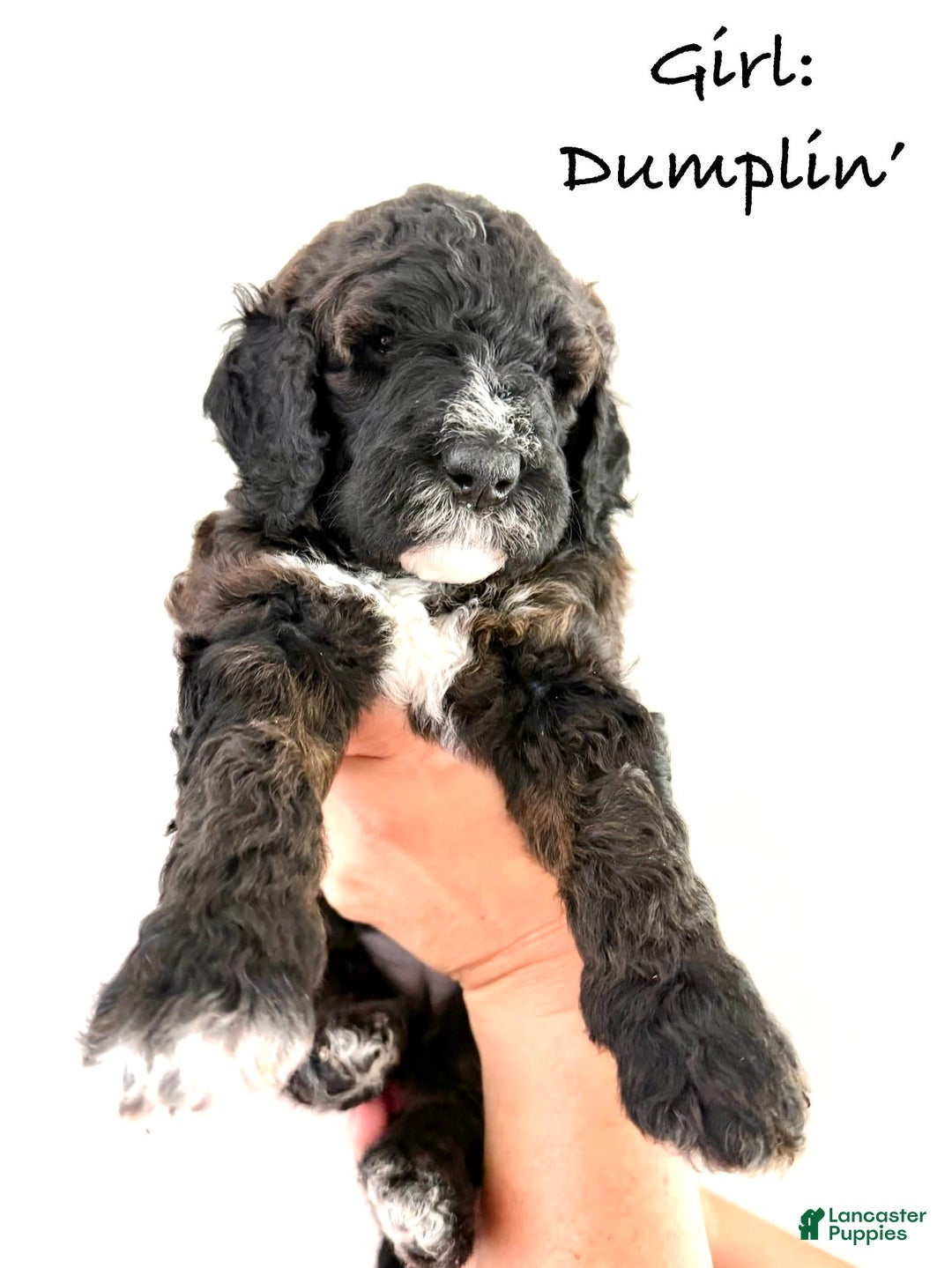 Bernedoodle dogs for sale: Light Blue Collar Girl - Image 4