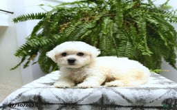 Bichon Frise dogs for sale: Zeke - Image 1