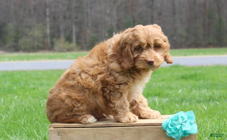 Cockapoo dogs for sale - Ad 2