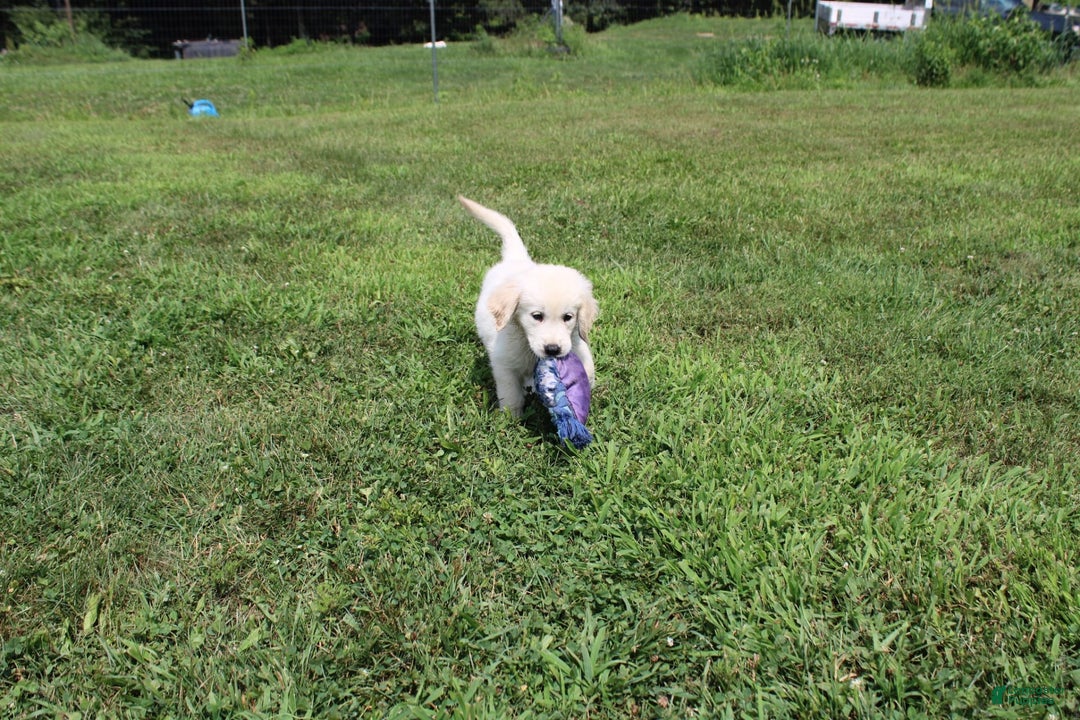 Golden Retriever dogs for sale: Caribou - Image 6