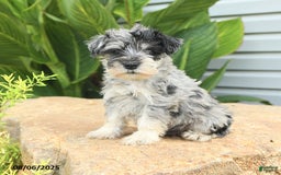 Miniature Schnauzer dogs for sale: Melvin - Image 1