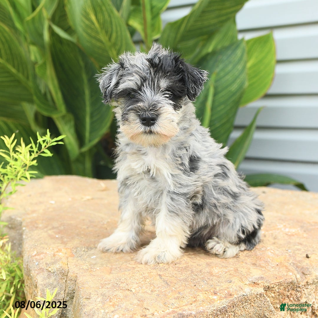 Miniature Schnauzer dogs for sale: Melvin - Image 1