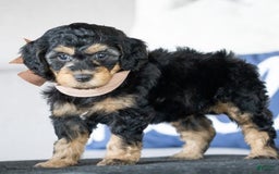  dogs for sale: Mini Goldendoodle 6 puppies - Image 11