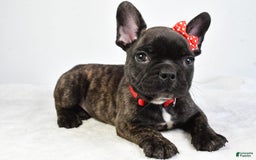 French Bulldog dogs for sale: Archie - Image 6