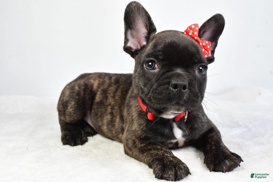 French Bulldog dogs for sale: Archie - Image 6