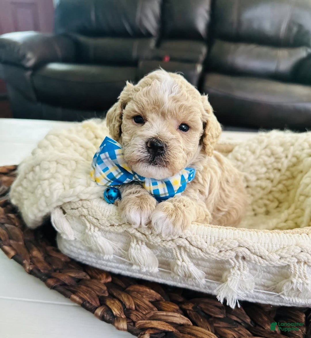 Miniature Poodle dogs for sale: Creme boy - Image 6