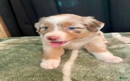 Australian Shepherd dogs for sale: Sandy - Image 3