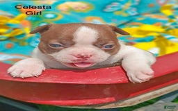Boston Terrier dogs for sale: Celesta - Image 1