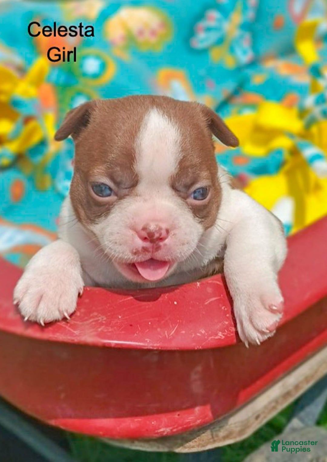 Boston Terrier dogs for sale: Celesta - Image 1