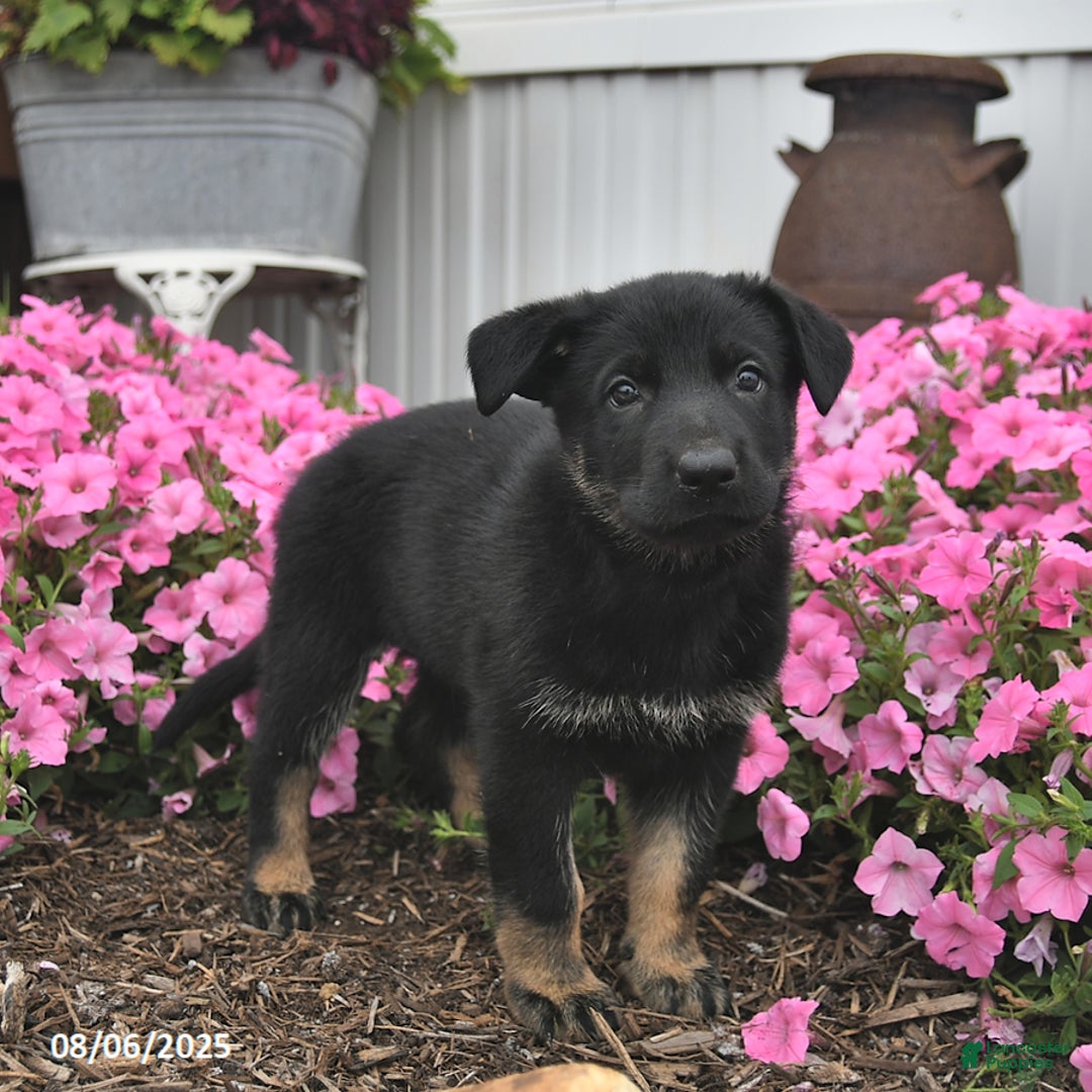 German Shepherd dogs for sale: Jazzy - Image 2