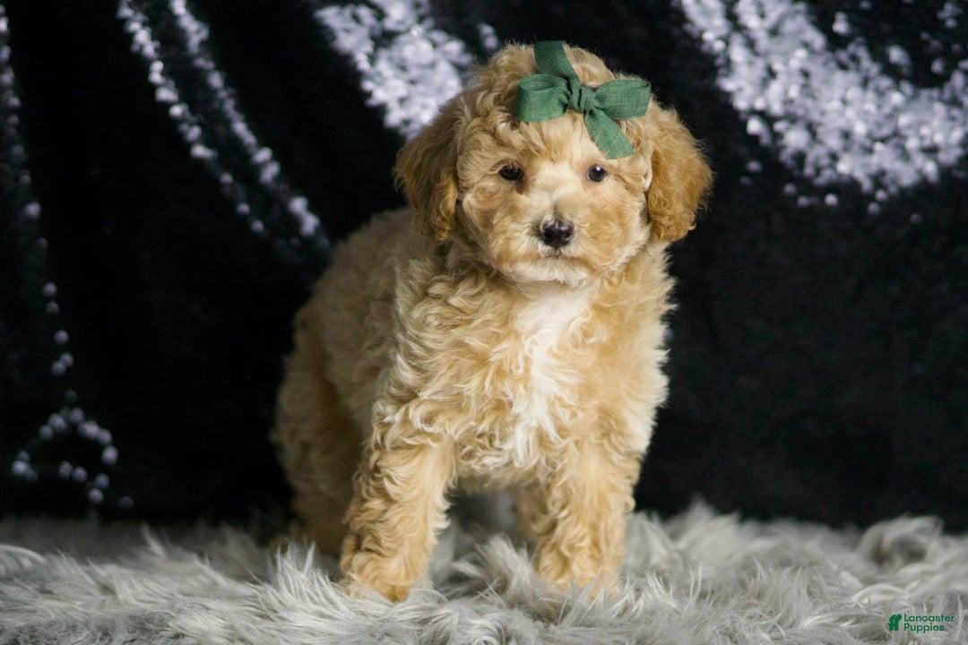 Maltipoo dogs for sale: Dallas - Image 4