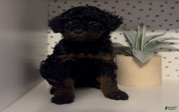 Cockapoo dogs for sale: Nova - Image 7