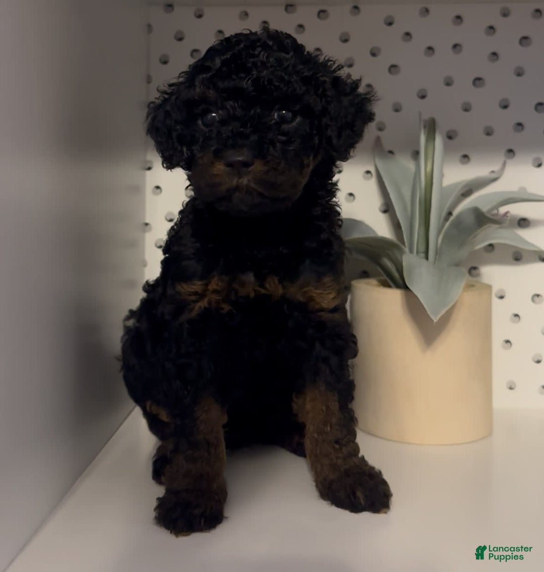 Cockapoo dogs for sale: Nova - Image 7