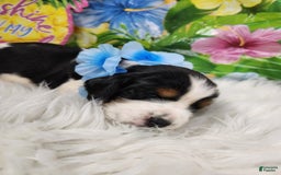 English Springer Spaniel dogs for sale: Bacon - Image 3