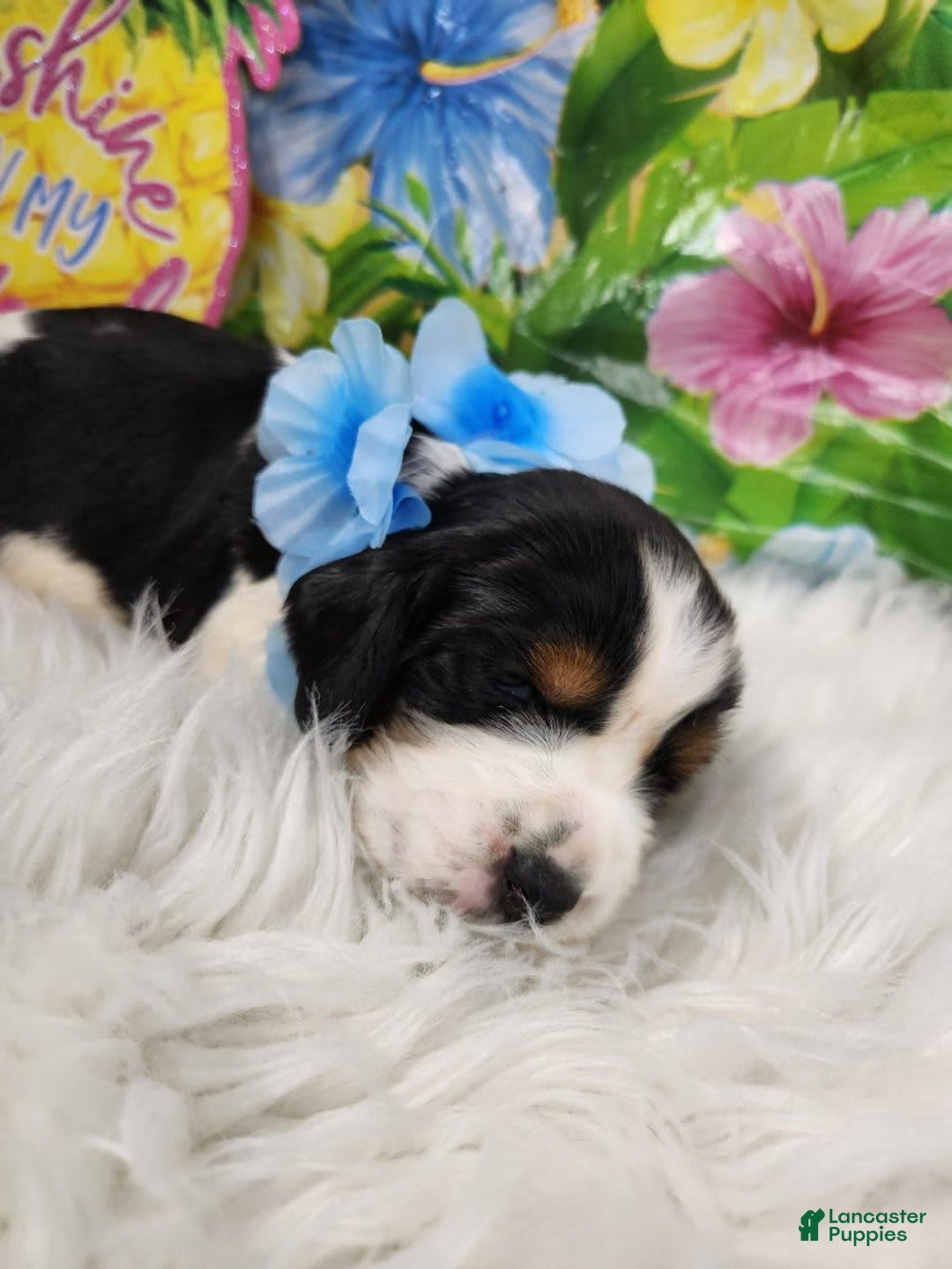 English Springer Spaniel dogs for sale: Bacon - Image 3