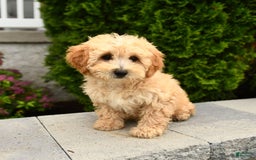 Miniature Poodle dogs for sale: Carla - Image 9