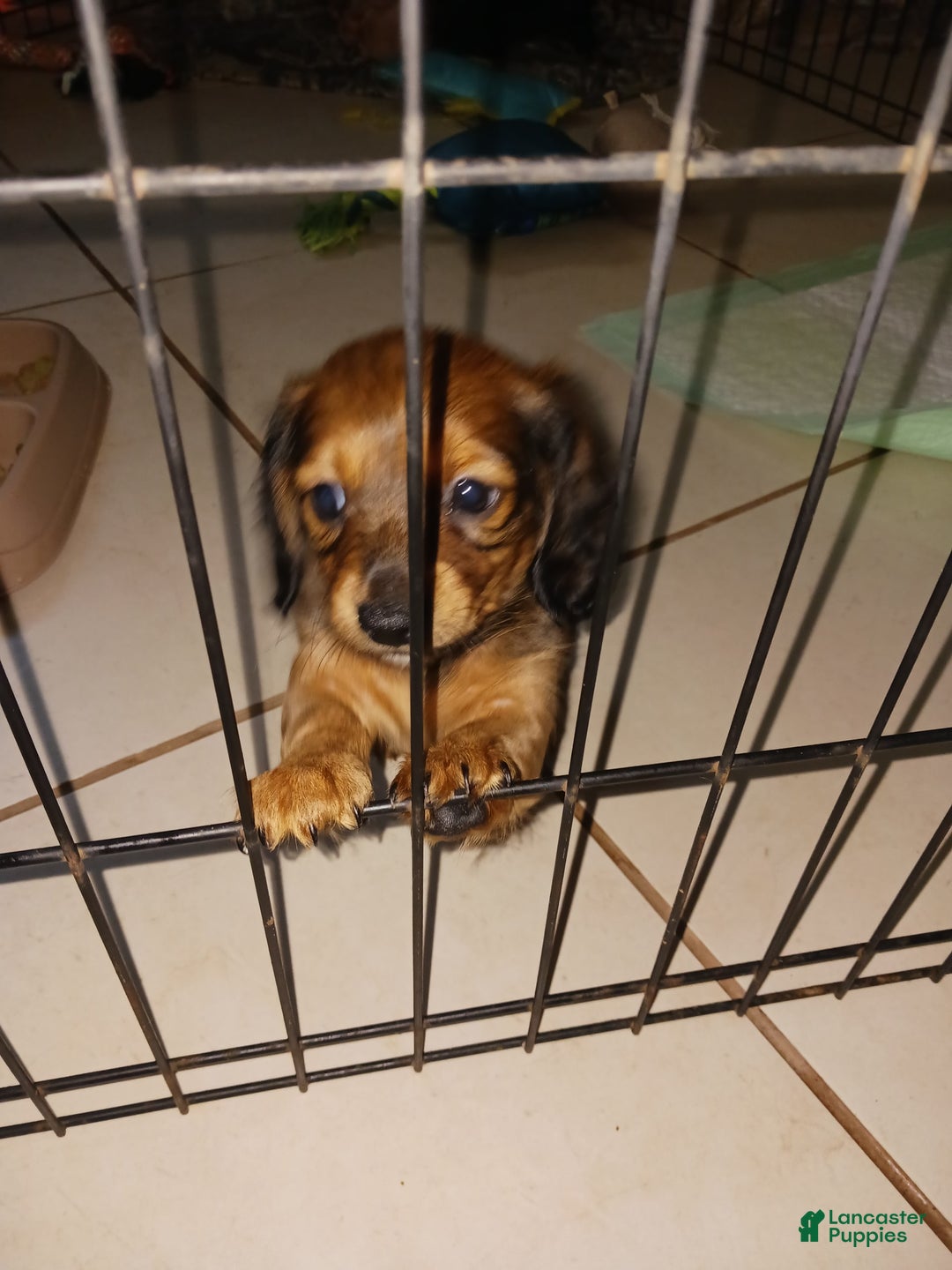 Dachshund dogs for sale: Female - Image 7