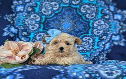 Maltipoo dogs for sale: Jocelyn 5 Lbs Full Grown - Image 6