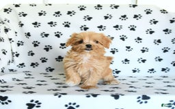 Cavapoo dogs for sale: Alex - Image 20