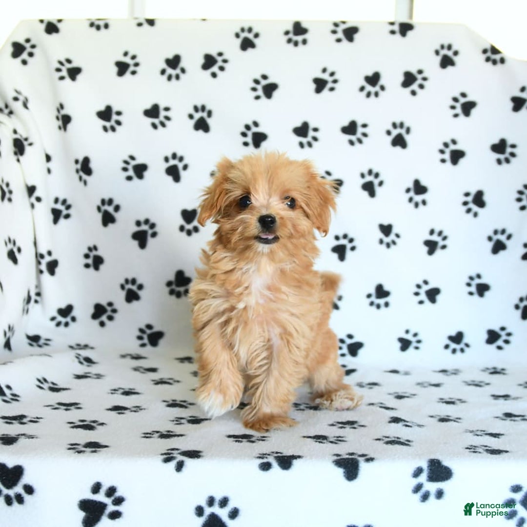 Cavapoo dogs for sale: Alex - Image 20