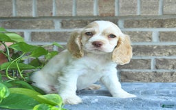 Cocker Spaniel dogs for sale: Jargo - Image 3