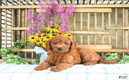 Mini Goldendoodle dogs for sale: Kaiser - Image 4