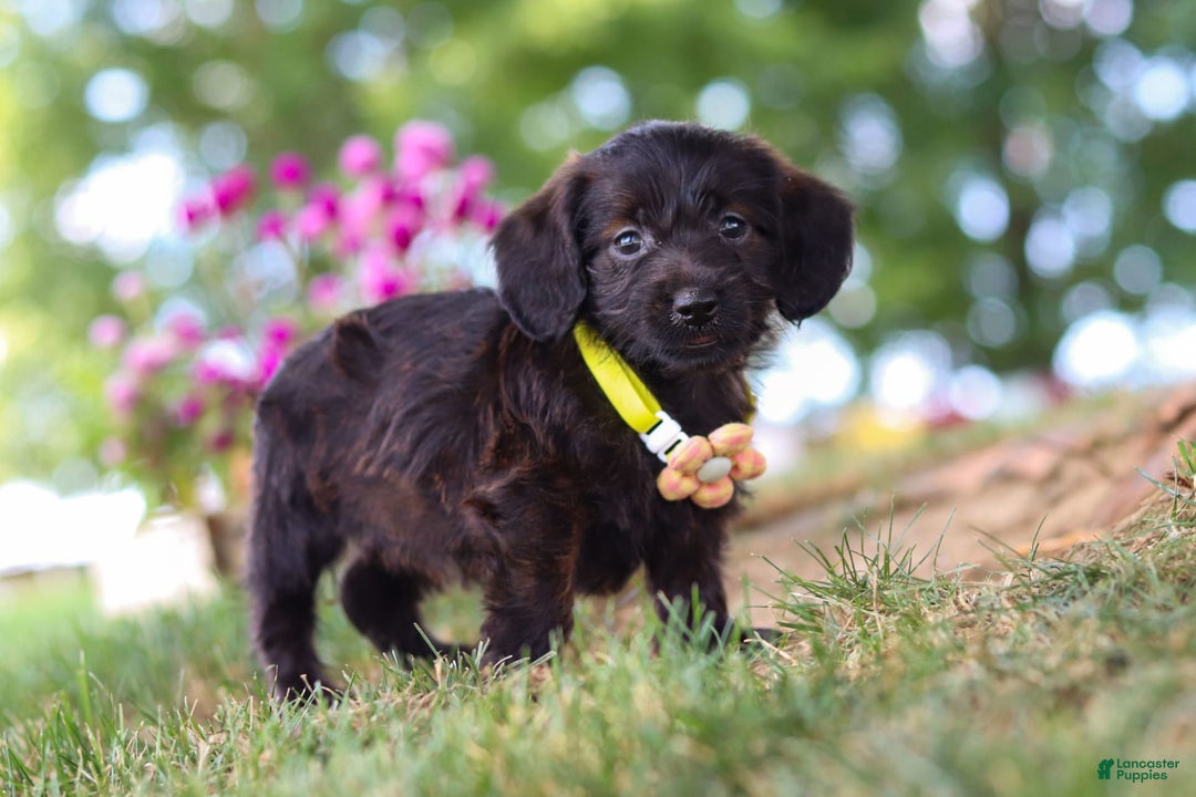 Miniature Dachshund dogs for sale: Frappuccino - Image 3