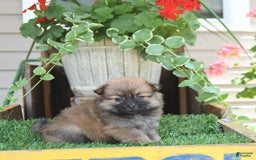 Pomeranian dogs for sale: Farra - Image 1