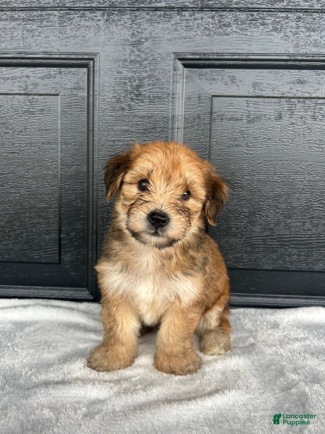 Yochon dogs for sale: Bingo - Image 3