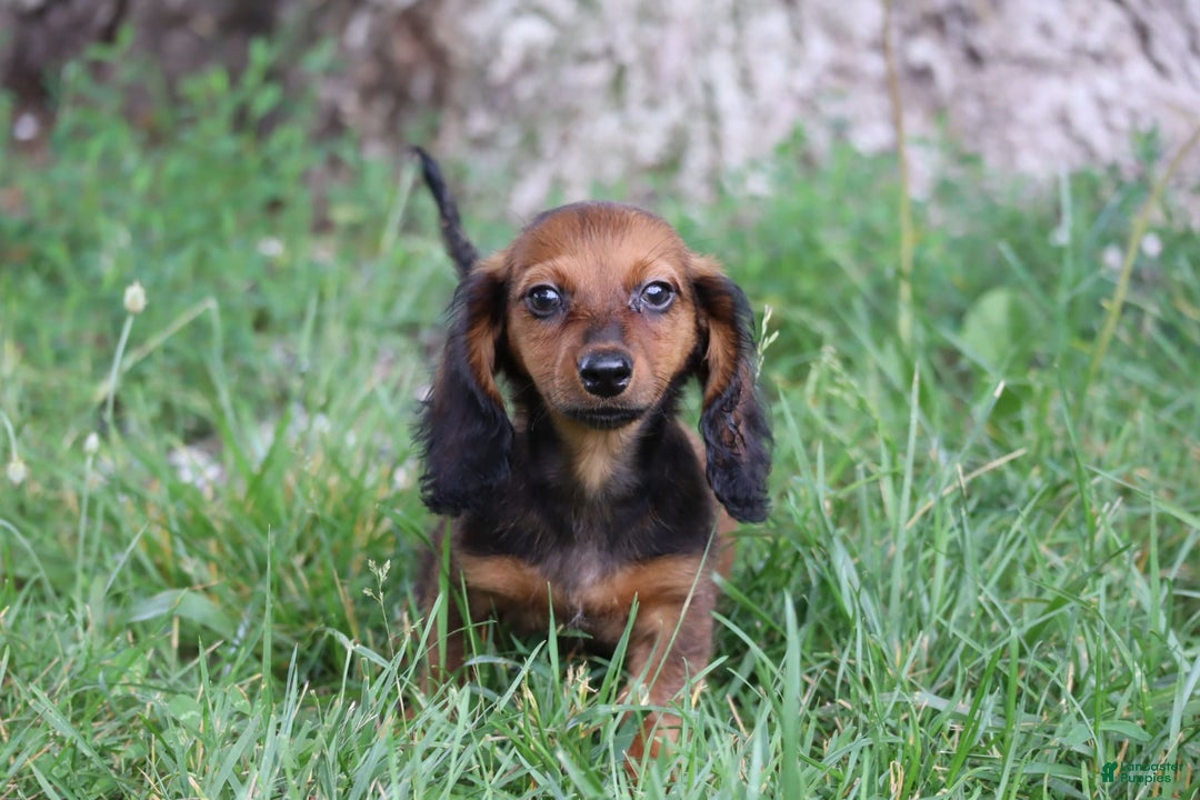 Miniature Dachshund dogs for sale: Dash - Image 7