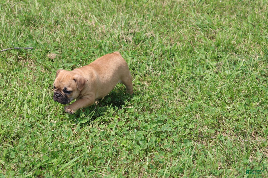 French Bulldog dogs for sale: Sheila - Image 6