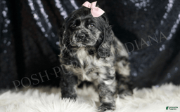 Cocker Spaniel dogs for sale: Rainbow Dash - Image 4