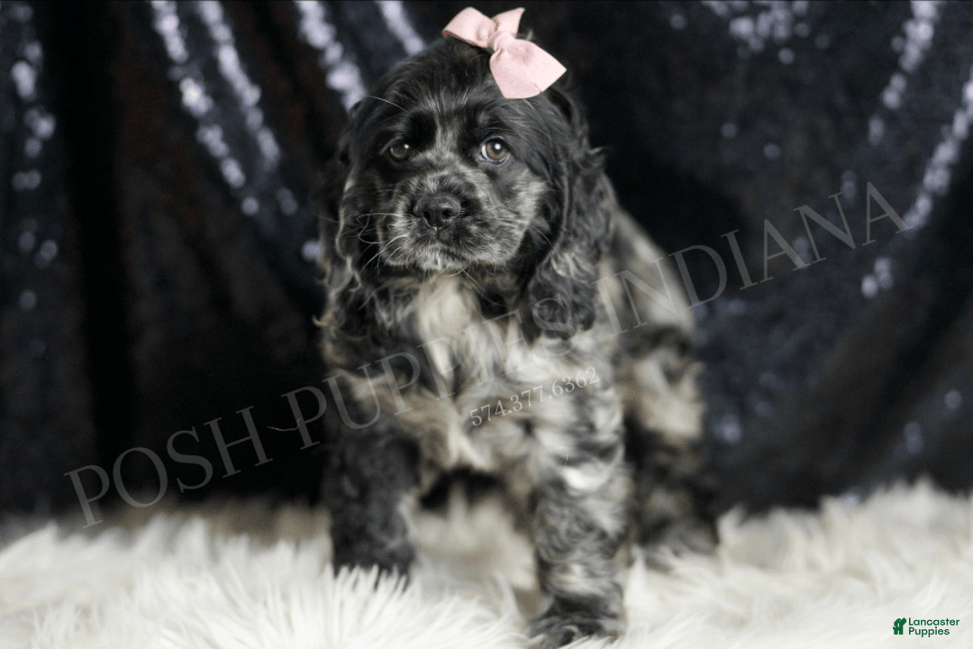 Cocker Spaniel dogs for sale: Rainbow Dash - Image 4