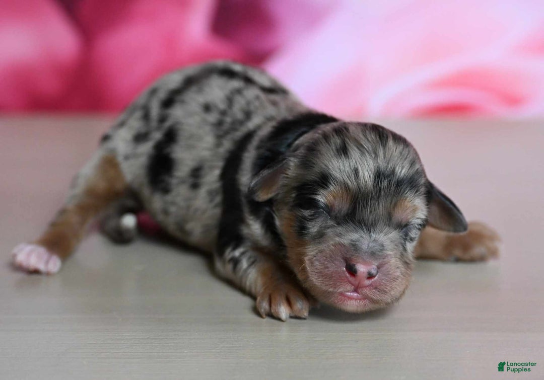 Shihpoo dogs for sale: Cisco - Image 1