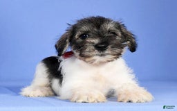 Miniature Schnauzer dogs for sale: Bella - Image 5