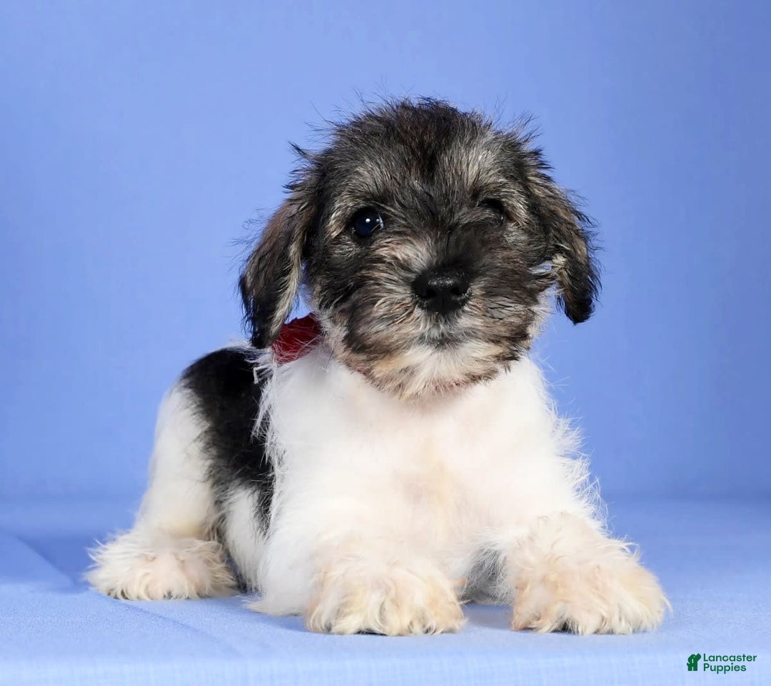 Miniature Schnauzer dogs for sale: Bella - Image 5