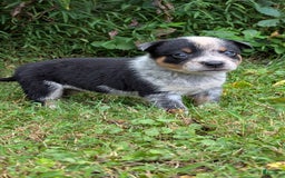 Australian Cattle Dog dogs for sale: Ranger - Image 1
