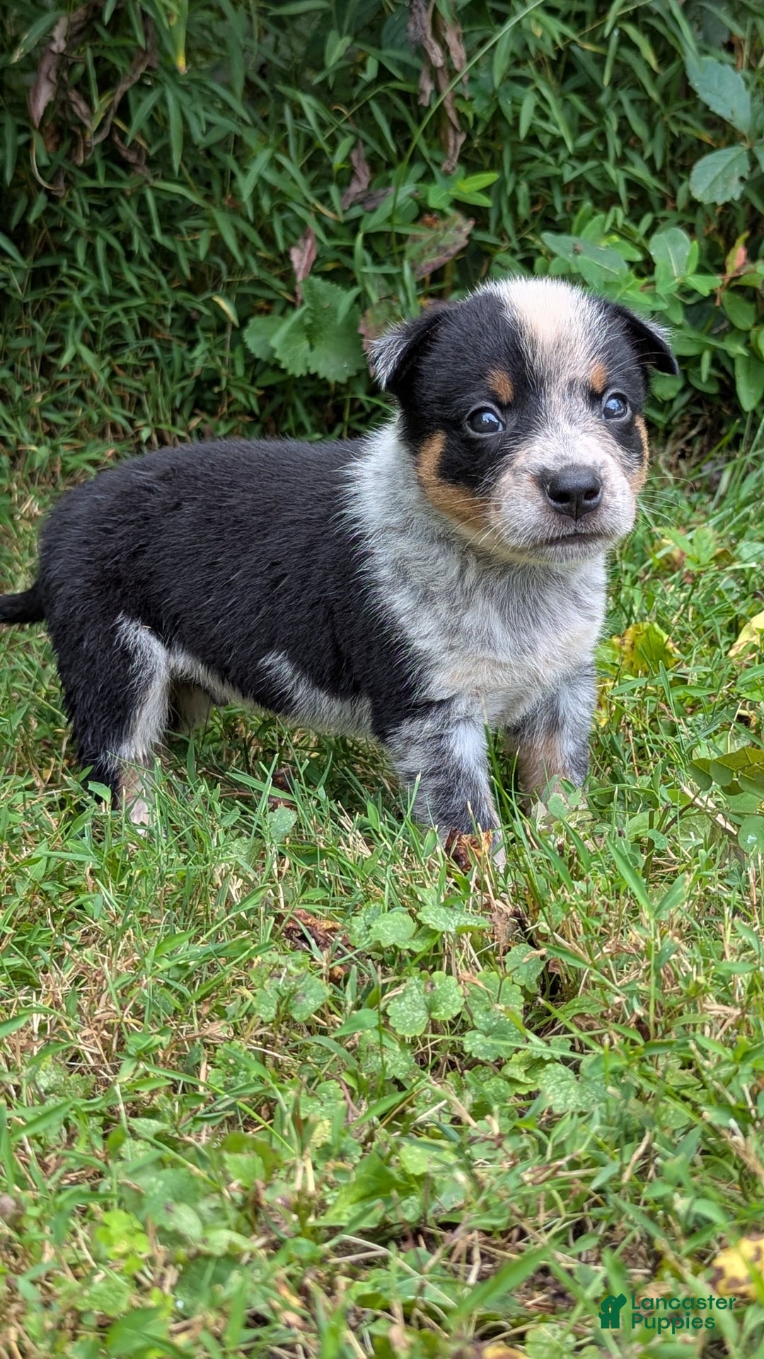 Australian Cattle Dog dogs for sale: Ranger - Image 1