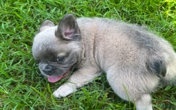 French Bulldog dogs for sale: CHEWIE - Image 12