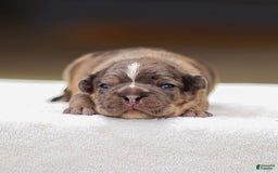 Frenchton dogs for sale: Brody - Image 1