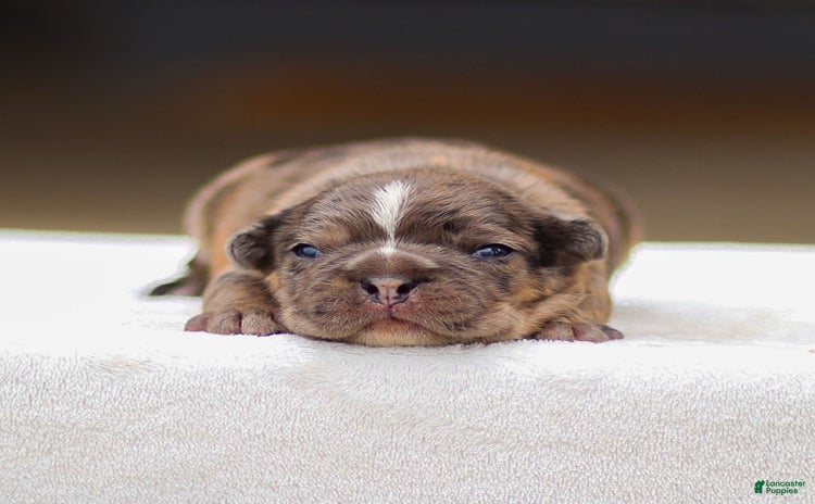 Frenchton dogs for sale - Ad 5