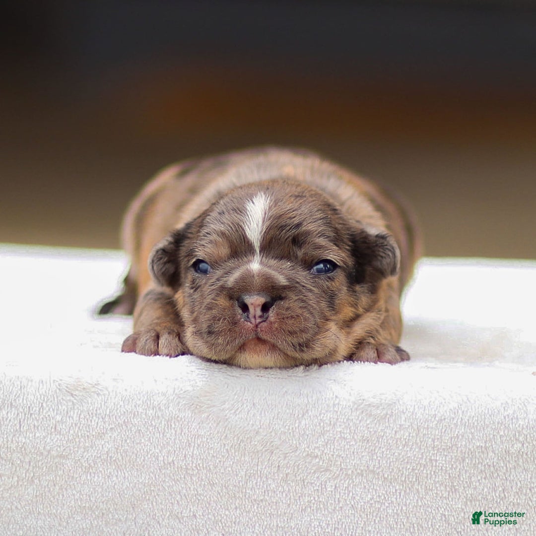 Frenchton dogs for sale: Brody - Image 1