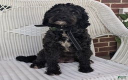 Mini Goldendoodle dogs for sale: Daisy - Image 10
