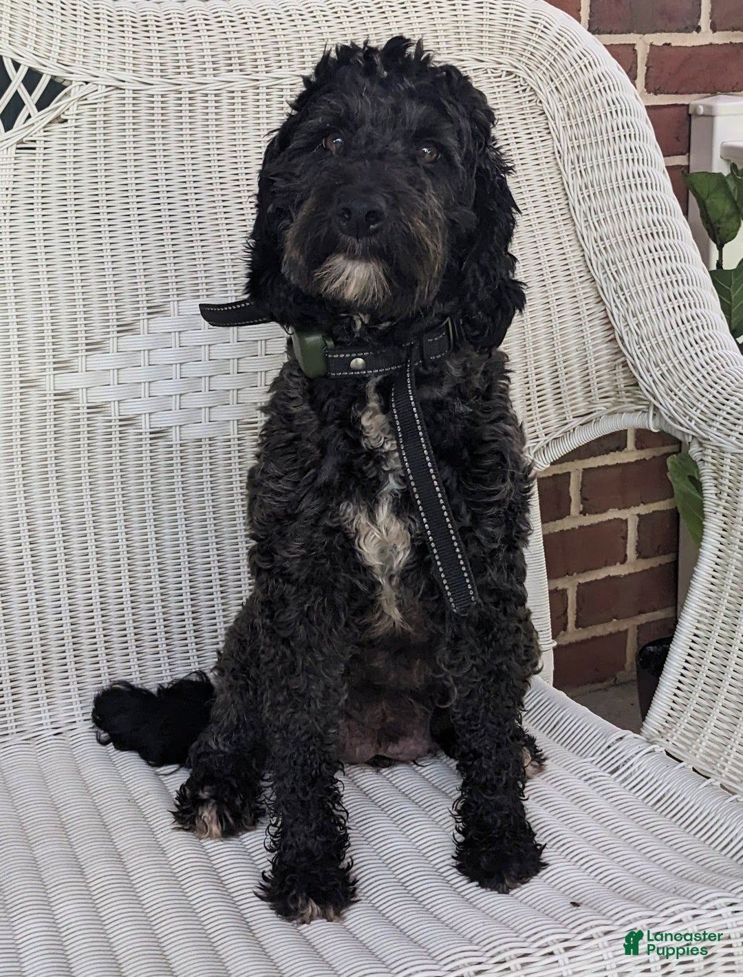 Mini Goldendoodle dogs for sale: Daisy - Image 10