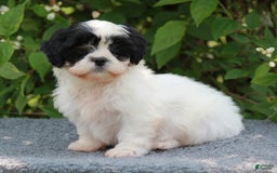 Shihpoo dogs for sale: Dallas - Image 7