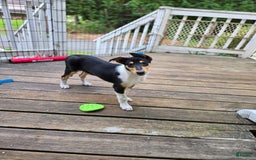 Collie dogs for sale: Ivy - Image 1