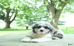 Mini Aussiedoodle dogs for sale: Atlas - Image 1